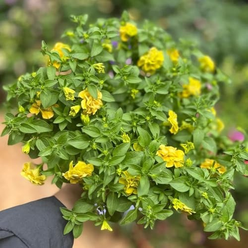 semi di petunia appesi da balcone resistenti di petunia esotiche resistenti, balcone, ombra 350pcs