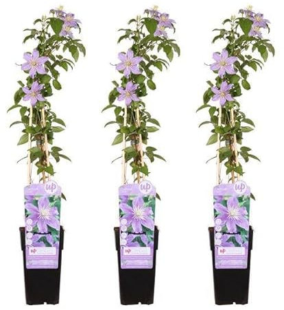 3 x – Klematis Justa – 65 cm – Ø 15