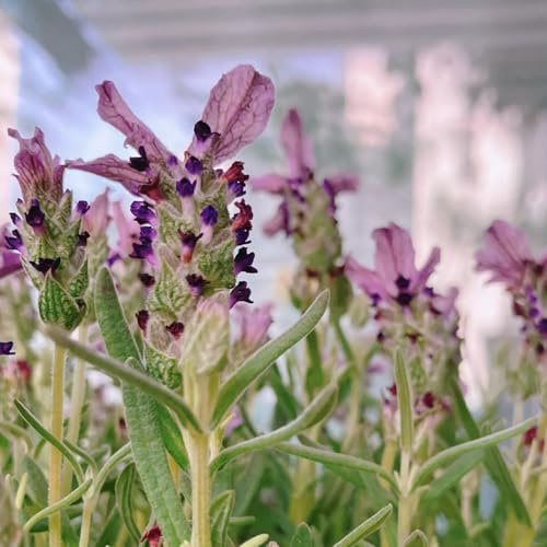 Semillas de lavanda orgánicas, lavandula angustifolia silvestres del balcón de lavanda, perenne resistente de jardín de cobertura del suelo 200pcs
