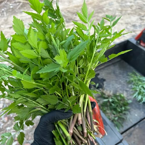 semillas de berro orgánicas, para jardín de perennes resistentes exterior. silvestres 450pcs