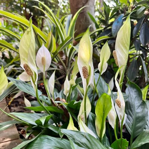 Einblatt, balkongewächshäuser Spathiphyllum kochii, grünpflanzen kräuterpflanzen zimmerpflanzen indoor for living room balkonpflanzen wohnzimmer deko 300Samen