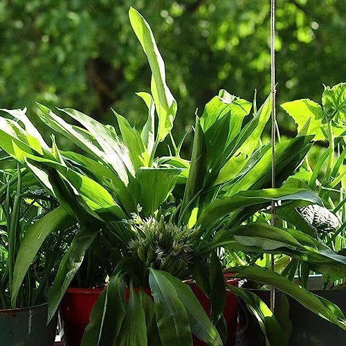 bärlauch 250samen stauden balkonblumen Bepflanzung im Freien Geeignet