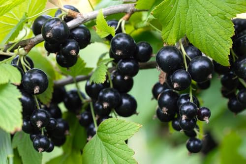 1Black Currant Seedling for Planting - Rooted and Ready to Plant
