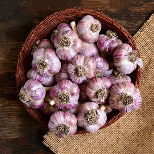 4 pcs pflanzknoblauch winterhart bio - gemüse exotisch topfpflanzen draußen winterhart knoblauch pflanzen, steckknoblauch winterhart kräuterbeet deko pflanzen winterharte kübelpflanzen