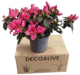 DECOALIVE Azalea Rosa Natural – Planta de Exterior Resistente y Elegante