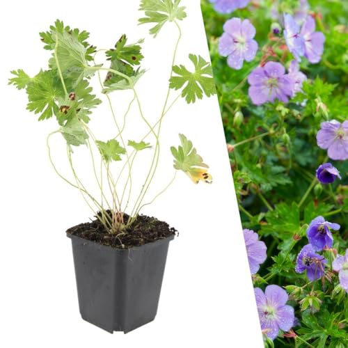 Plants by Frank | 6 Plantes de géranium | Geranium ‘Rozanne’ | Couvre-sol rustique | Plantes vivaces | Floraison bleu-violet | Plantes fleuries pour terrasse et balcon | Plantes d’extérieur | Jardin