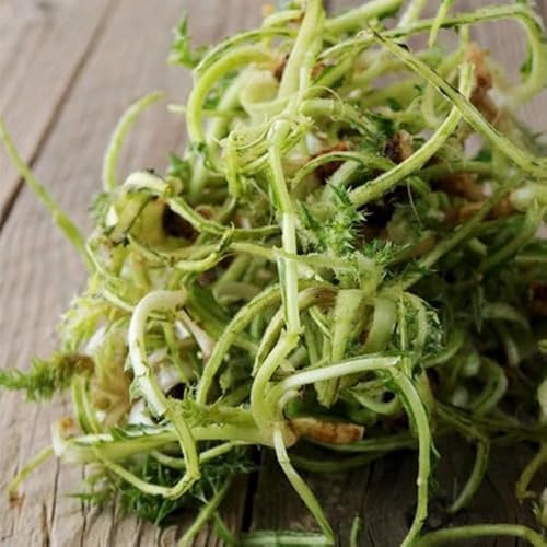 La zappa Semi di cardoncello selvatico ortaggio pianta per orto e giardino (Cardone)