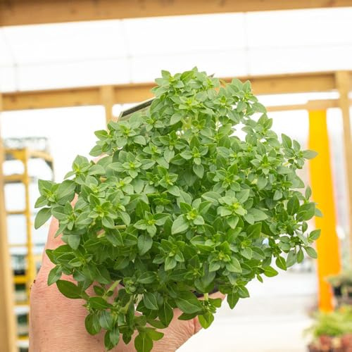 semi di maggiorana perenni - balcone giardino, copertura del terreno 500pcs