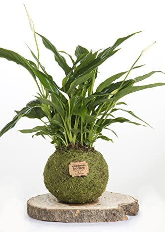 Kokedama Lirio de la Paz Natural - Kokedama Interior | Bola de Musgo Vivo | Planta Natural | Planta Interior | Decoración Hogar | Fácil Cuidado y Mantenimiento