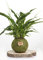 Kokedama Lirio de la Paz Natural - Kokedama Interior | Bola de Musgo Vivo | Planta Natural | Planta Interior | Decoración Hogar | Fácil Cuidado y Mantenimiento