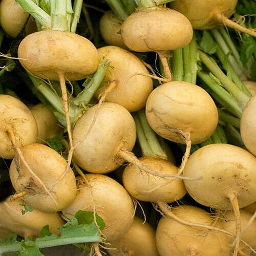 50 semillas de Nabo Dorado - BRASSICA RAPA:Semillas