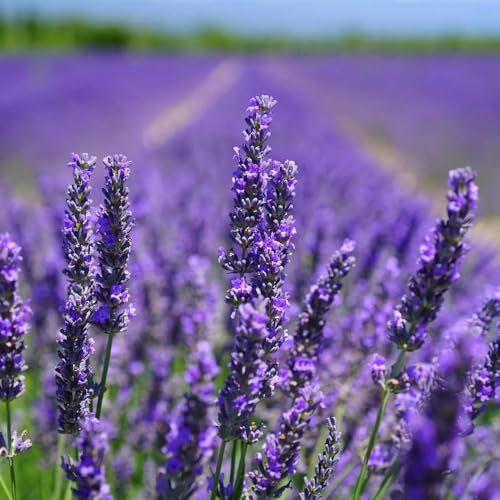 5000+ Lavendel Samen, Bodendecker Samen Winterhart Trockenresistent, Blumen Samen Für Die Bepflanzung Im Freien Oder Im Haus, Lavendel Pflanzen Heirloom Herb Samens