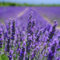 5000+ Lavendel Samen, Bodendecker Samen Winterhart Trockenresistent, Blumen Samen Für Die Bepflanzung Im Freien Oder Im Haus, Lavendel Pflanzen Heirloom Herb Samens