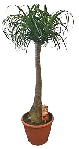 Beaucarnea Recurvata – elefantfot krukväxt, 150–170 cm, flaskträd, lättskött och torrhetsbeständig, dekorativ höjdpunkt för hem och kontor