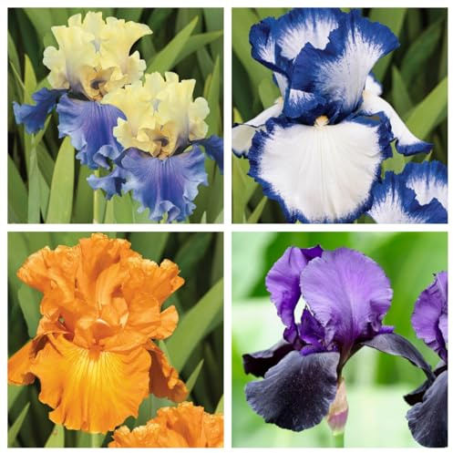 Iris bulbos/bulbos de iris-Balcón/Jardín/Interior/Exterior-F-6 Bulbos