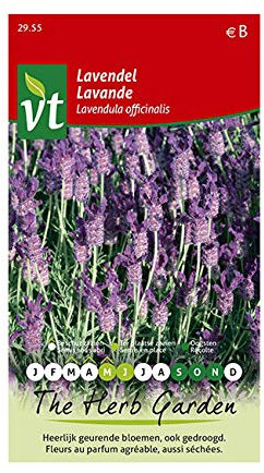 Lavande - Appréciée pour son feuillage argenté et ses fleurs bleues