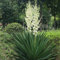 25 pcs Yucca Palmlilie Winterhart Samen - frühlingsblumen saat Yucca filamentosa - zimmerpflanze, topfpflanzen echt alte sorten, extrem winterharte kübelpflanzen garten geschenke für