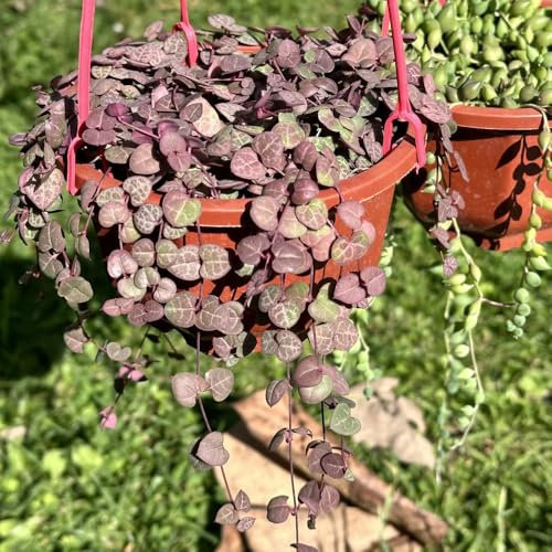 leuchterblume kaufen samen - schnittblumen, stauden winterhart Ceropegia woodii pflanze, blumen balkon blumensaat, gartenpflanzen winterhart wildblumensamen, blumen pflanzen samen 50pcs