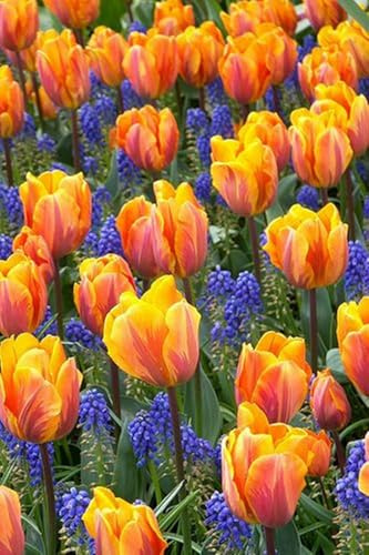 Bulbi di Tulipano | Eleganti,Nobili, Delicati- Sereni,Vivaci,Romantici, Freschi-4 bulbi-B