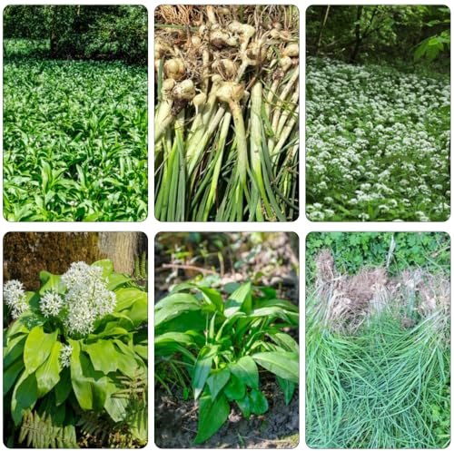 Aglio Orsino semi di primavera balcone parterre giardino selvaggio, autunno, perenne 130pcs