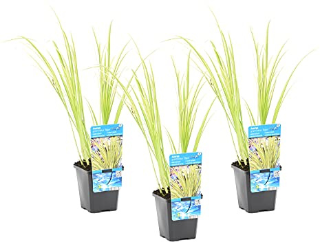 Bloomique - Set di 3 - Acorus Ogon - Calamo Nano - Pianta da Stagno - Resistente al Freddo - Alte 10-20 cm - Vaso 9 cm