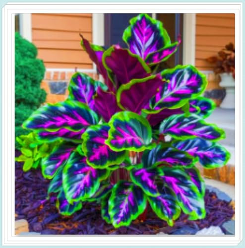 Hostas Plants Hosta Bulbs Bulk Garden Flowers Wedding Flowers-4Bulbs-c