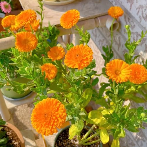 Semillas de caléndula officinalis - Semillas de caléndula - Las de balcón son perennes resistentes 600pcs