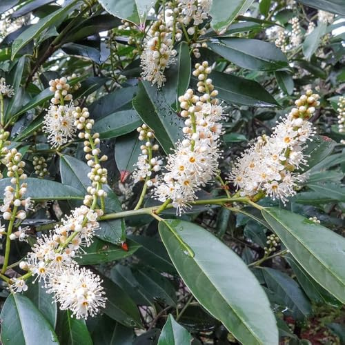 semillas de laurel cerezo, para exterior orgánicas, exóticas resistentes. balcón 300pcs