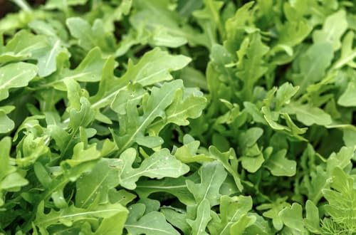 Vegetable Seeds for Planting UK, Variety Pack Varieties of Veg, Herb Grow Your Own. Easy to Grow Indoor, Outdoor Non-GMO (Garden Rocket 1000 Seeds)