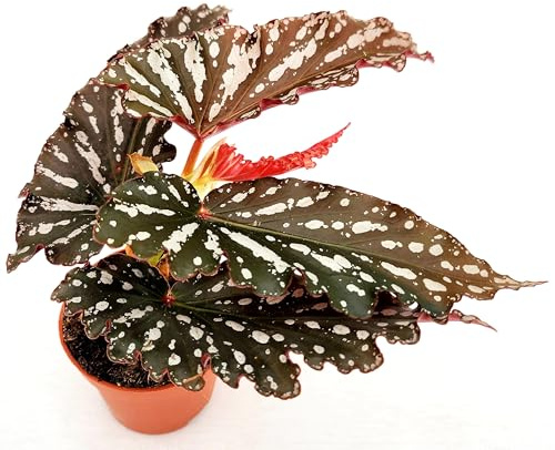 POWERS TO FLOWERS - BEGONIA MACULATA BLACK FOREST MINI, IDEALE PER TERRARIUM, vaso 5,5cm diametro, pianta vera