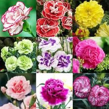 100 Pcs Dianthus 'Carnation' mit gemischten Farben, Blüte der vier Jahreszeiten, Innenhof -Balkon leicht zu überleben, Muttertagsgeschenk