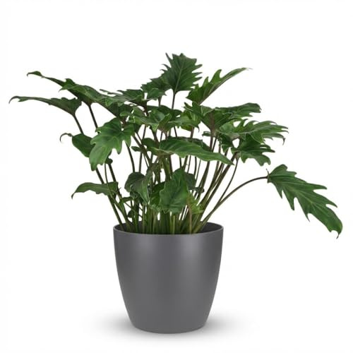 Philodendron - Philodendron Xanadu - Grön - Låg skötsel - med Potter Grey - 50-60cm - Ø19cm - Krukväxt - Vintergrön