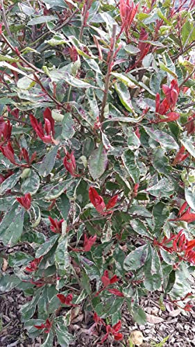 Photinia x fraseri LOUISE® 'McLarlou'/ Photinia de Fraser panaché LOUISE® 'McLarlou' / Conteneur de 3 à 4 litres