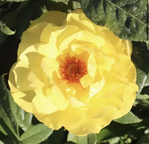 'Golden Wedding' Potted Rose - Beautiful Rich Yellow Blooms - Great Floribunda Rose - 4 Litre Pot
