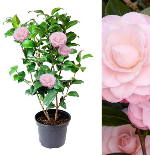 Carbeth Plants - Pink Camellia Japonica Plant in 3L Pot - Spring Flowering Hardy Evergreen Shrub - Ready to Plant Outdoor Garden Bush - Ideal for Borders, Beds, Containers & Patio Pots