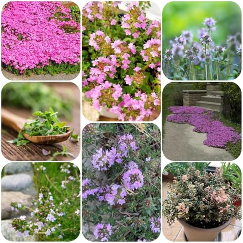 Semillas de tomillo rastrero, resistentes al aire libre jardín de semillas aptas para las abejas decoración pradera 600pcs