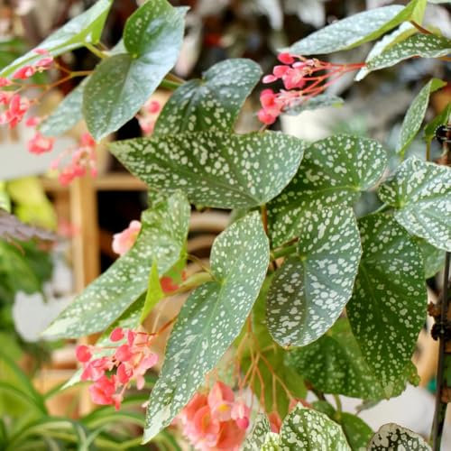 Forellenbegonie Pflanze Samen - winterharte balkonpflanzen Begonia maculata, exotische samen immergrüne pflanzen winterhart balkonpflanzen winterhart mehrjährig büropflanzen, 150pcs