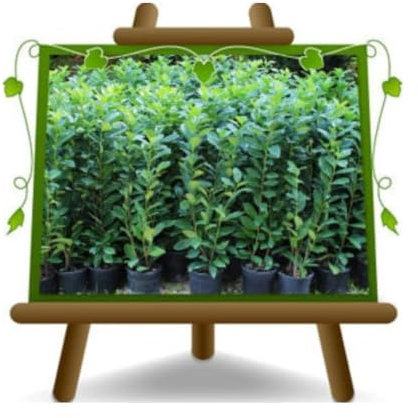 EURO PLANTS VIVAI Laurier-cerise – Cerasus Plante pour Haie - Hauteur 80~90 cm. en Pot 18 cm