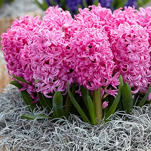 3 x Hyacinthus Pink Pearl – Spring Flowering Bulbs - Exotic Pink Flowers – Perennial – Delightful as Pink Frosting – for Your Beautiful Garden