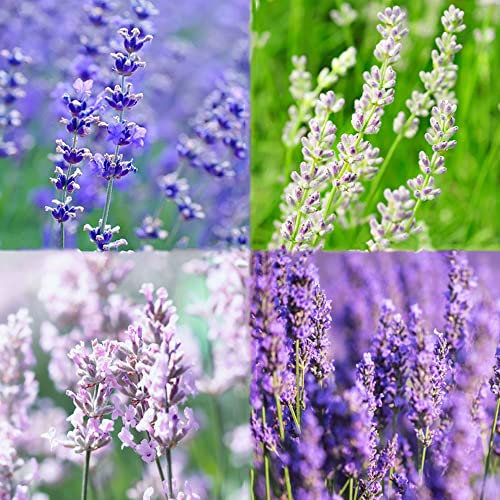500 Stück pflanze lavendel samen balkon mehrjährig winterhart - Seltene Pflanze serie - blumenmischung winterharte pflanzen für garten pflanzen für sonnige plätze balkon gartenblumen