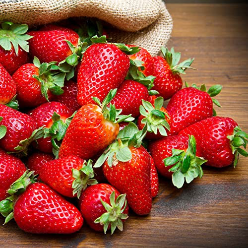 You Garden - 20 x Everbearer Strawberry 'Sweet Summer' Grow Your Own Strawberries Ready to Plant Out Fruit Bushes in Your Garden This Summer