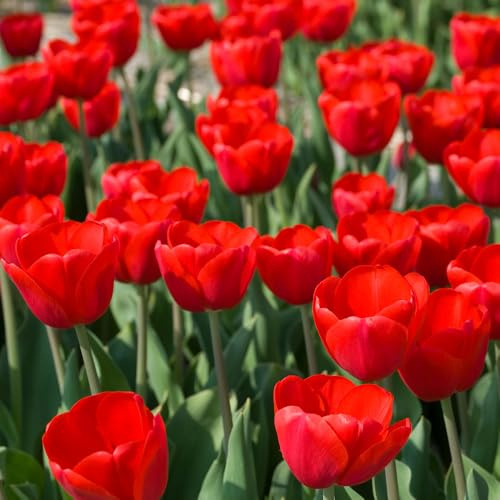 YouGarden Tulip 'Triumph Red' Bulb Size 10/11, Set of 20 Bulbs, Spring Bulbs for Gardens Perfect for Planting Now, Red Tulips for Spring Planting, Fresh Tulips