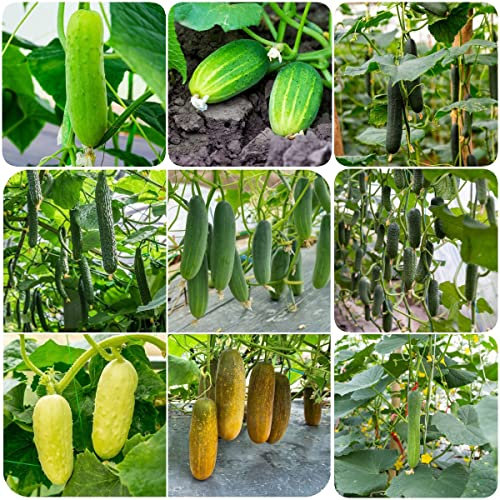 Gurken Samen Gemüsesamen Bio-Gurkensamen für nachhaltiges Gewächshausgemüse im Winter kaufen - Samen für Gurkenpflanzen 200 Stück