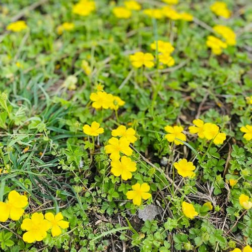 Semi di Cinquefoglia - Potentilla anserina - per giardino semi di esotiche biologici semi di selvatiche 200pcs