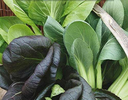 175 Seeds of Vegetable Pak Choi Yuushou F1