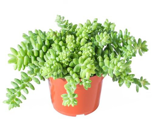 Sprout N Green Donkey's Tail, Live Sedum Morganianum-Burro's tail Succulent in 4 Pot, Trailing Plant for Home Office Indoor Outdoor Hanging Decor, DIY Project, Party Favor, Pet Friendly, Easy to Care