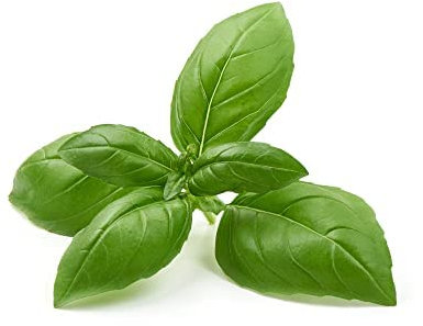 Herb Plants, Basil 'Sweet Genovese', 4 x Full Plug Plant Pack (3+ Plants Per Plug - 12+ Total), Basil Plants, Premium Quality Herbs