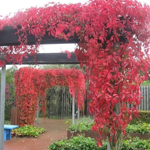 3 Ampelopsis/Vite americana rampicante 'Engelmannii' - Set di 3 Vite americana (Parthenocissus quinquefolia 'Engelmannii') - Rossa, a crescita rapida e resistente | 3 vasi da 1,5 litri