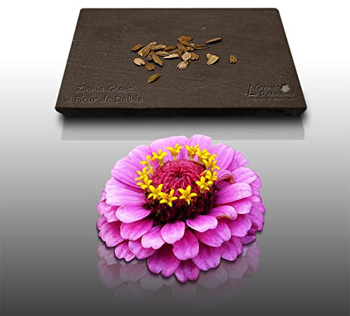 25 graines Fleurs à semer - Le Grenier d'Abondance - ZINNIA géant à fleur de Dahlia varié - Zinnia grandiflora