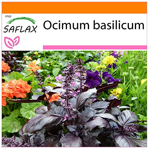 SAFLAX - Garden in the Bag - Basilico rosso - 200 semi - Ocimum basilicum